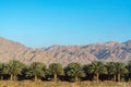 Plantation of Phoenix dactylifera, commonly known asÃÂ dateÃÂ orÃÂ date palm trees in Arava desert, Israel, cultivation of sweet del